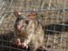 Same-Day Rodent Control Service Available!