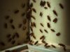 Live cockroaches visible during daytime in Hyderabad home
