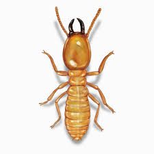 anti termite treatment